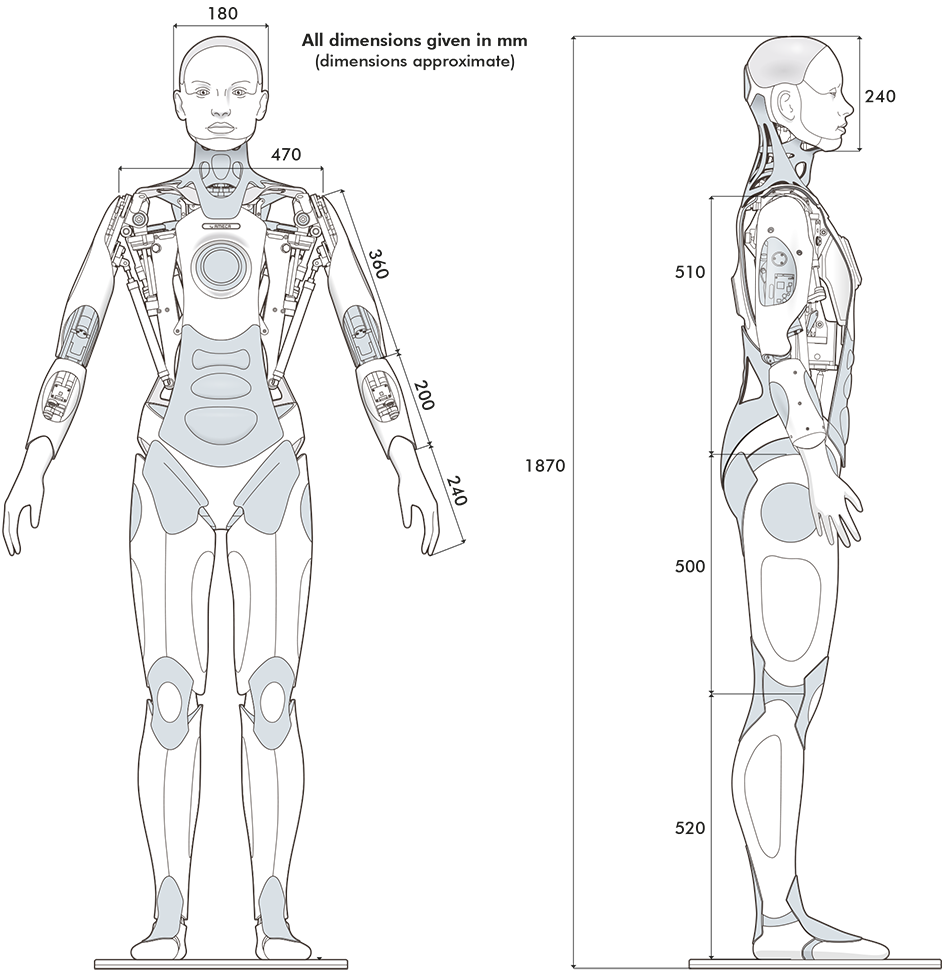 ameca_detailed_dimensions.png